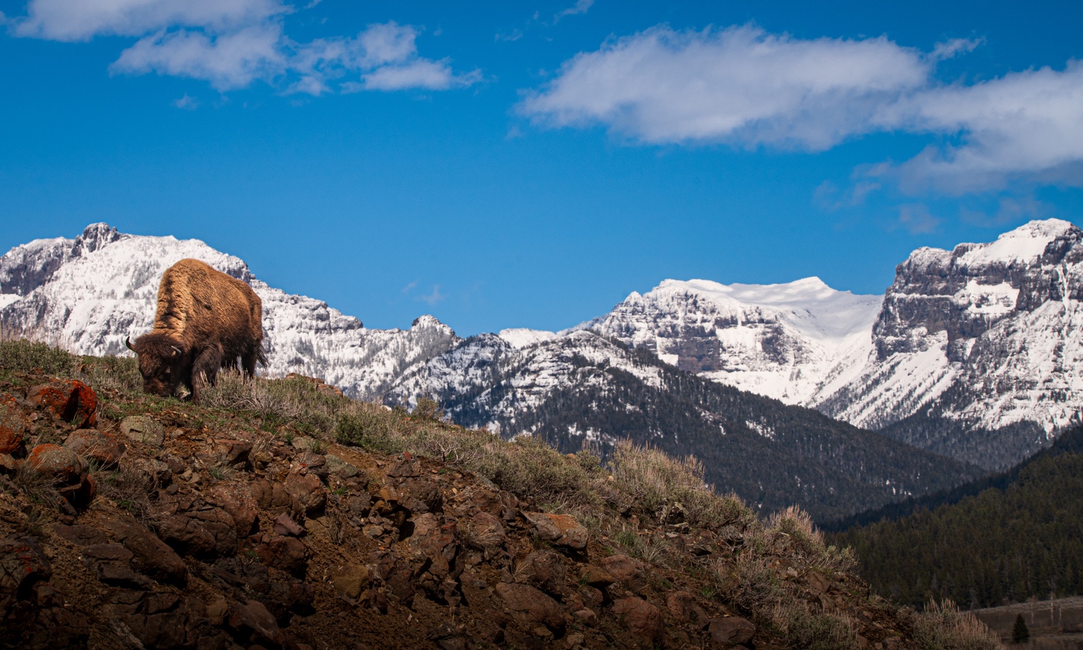 Bison beneath snow-covered mountains