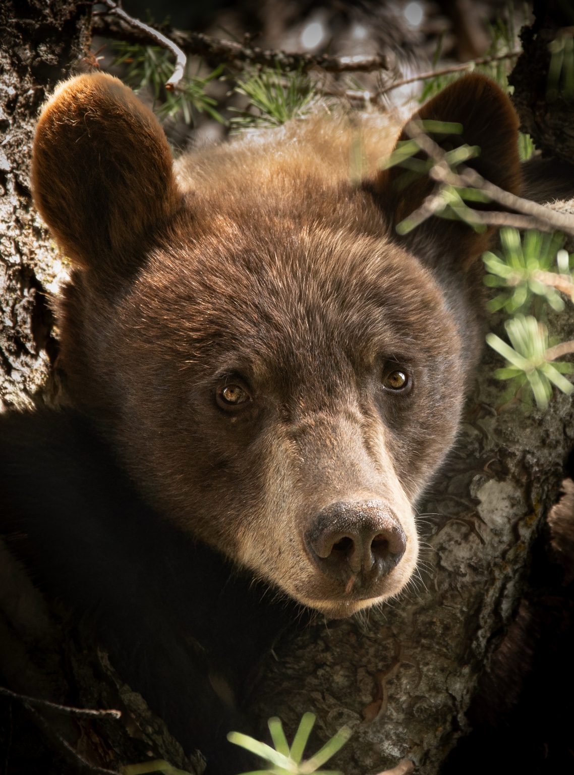 Black bear portrait among trees