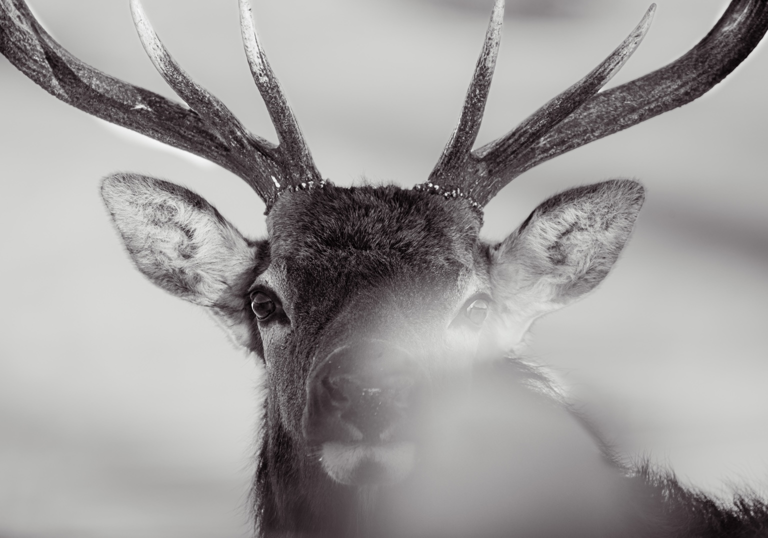 Black and white antlered deer portrait