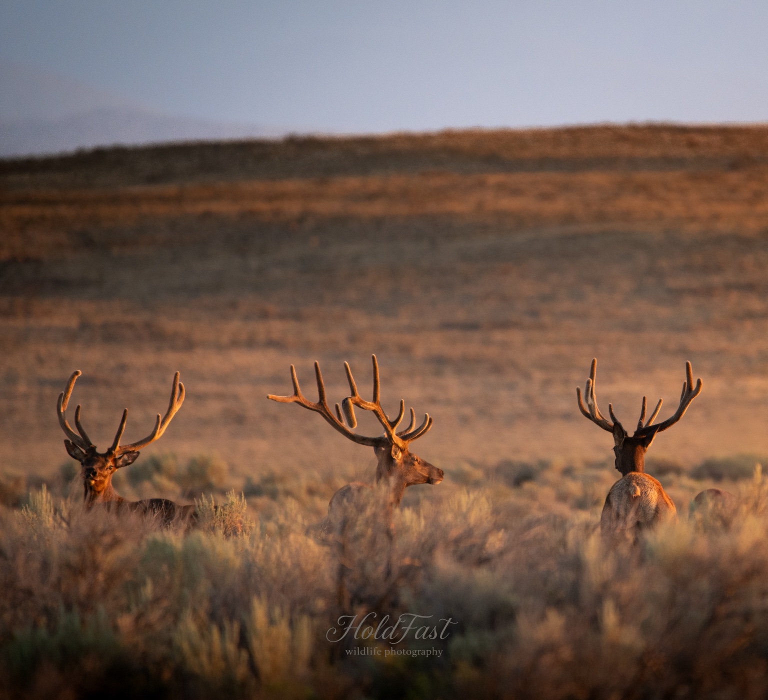 Elk gathered in warm evening light