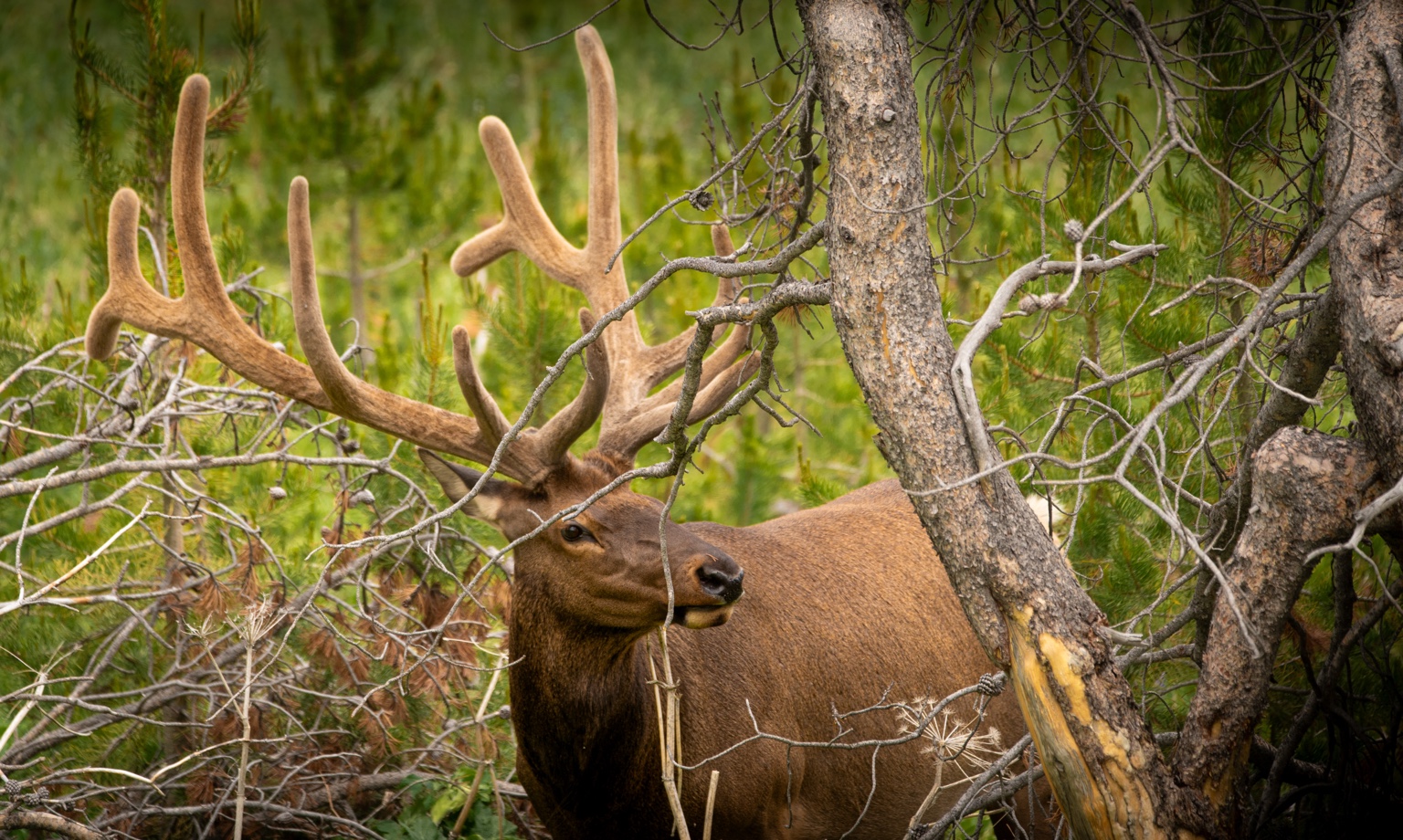 Elk photographed in mountain country