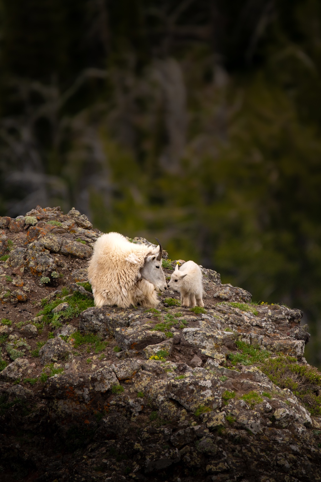 Mountain goats in a quiet wildlife moment