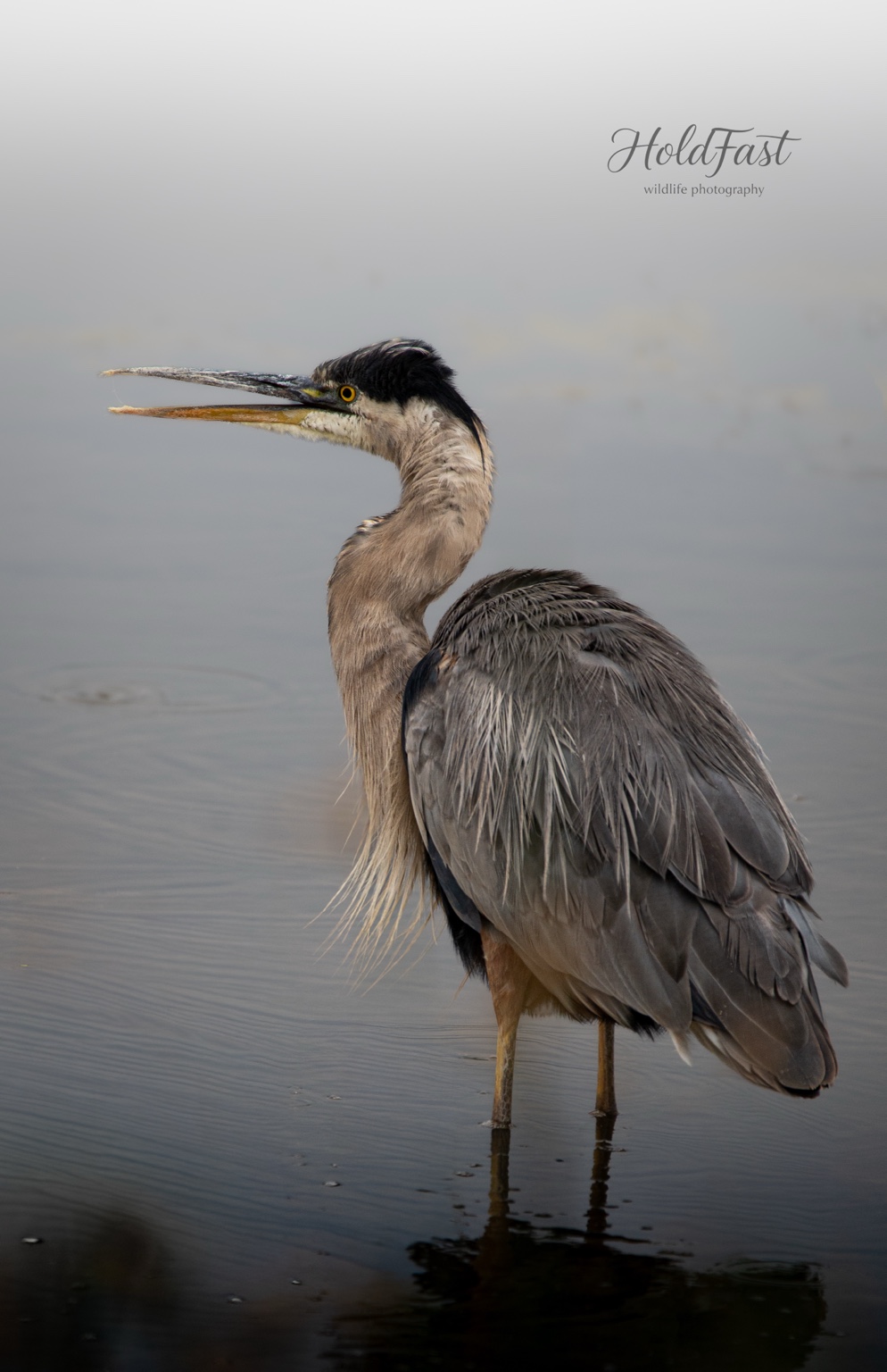 Great blue heron standing in water