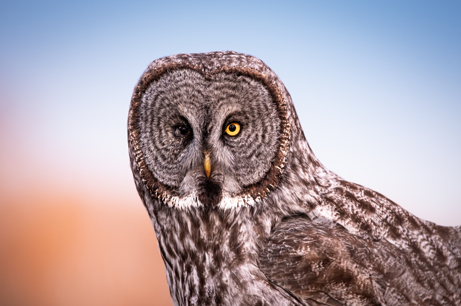 Great gray owl photographed by HoldFast Wildlife Photography
