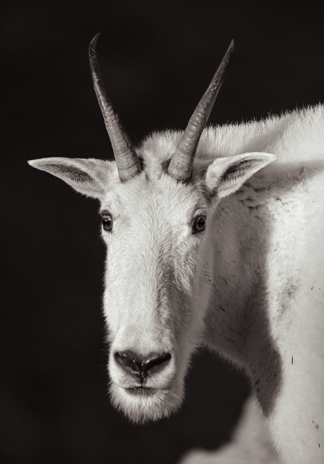 Black and white mountain goat portrait