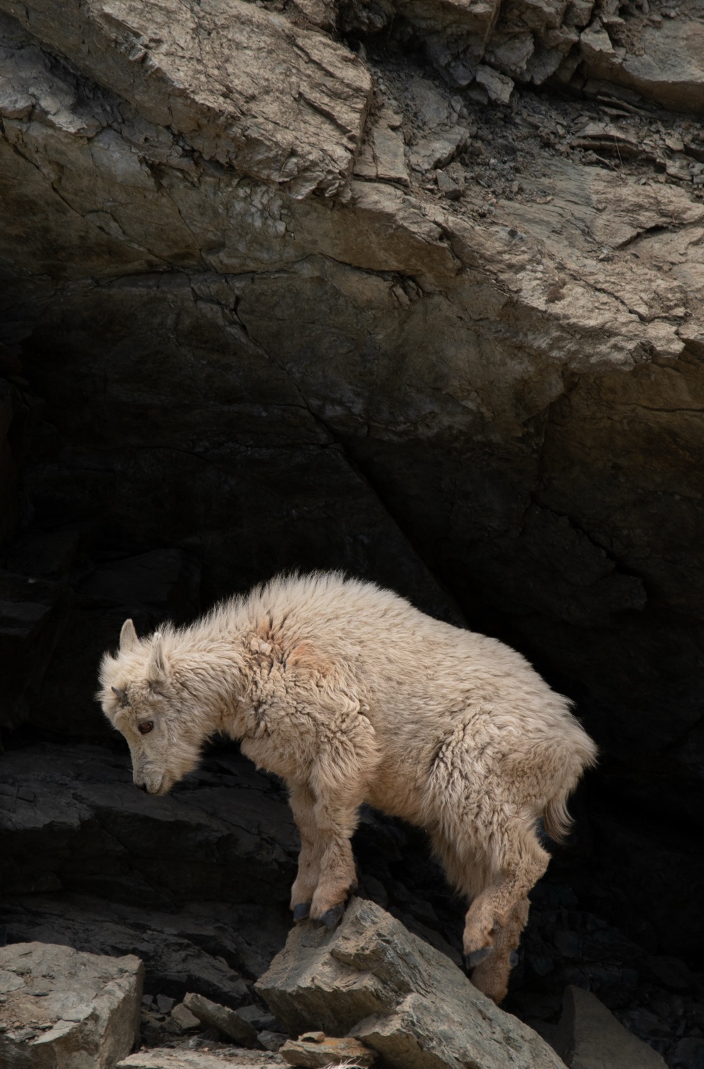 Mountain goat navigating rocky terrain