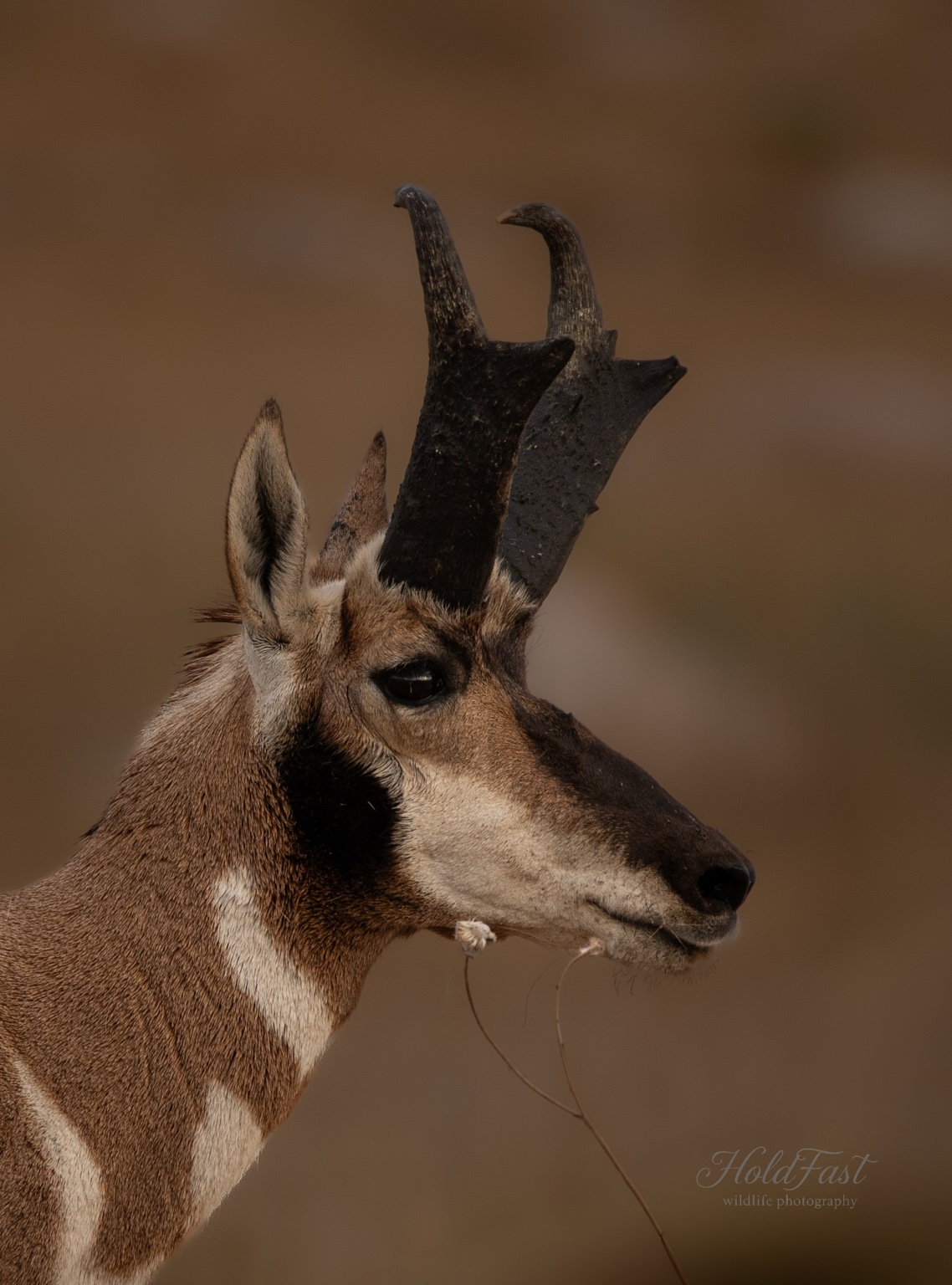 Pronghorn portrait