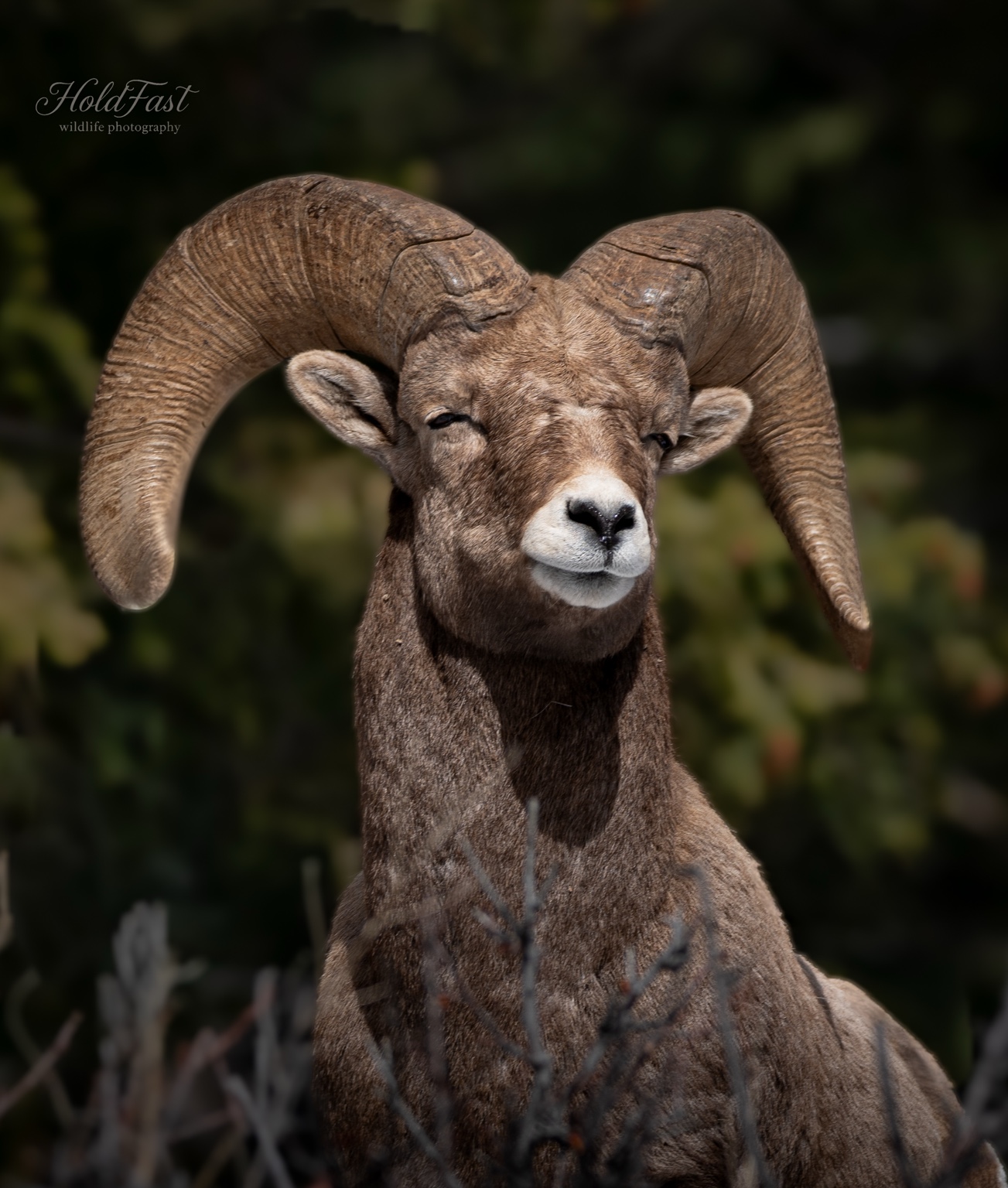 Bighorn sheep portrait